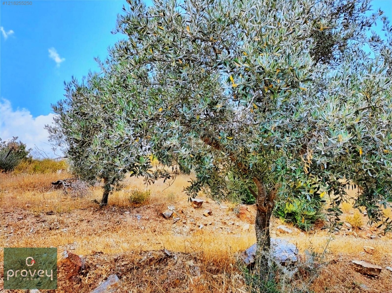 PROVEY VERA BAYINDIR YAKAPINAR SATILIK ZEYTİNLİK