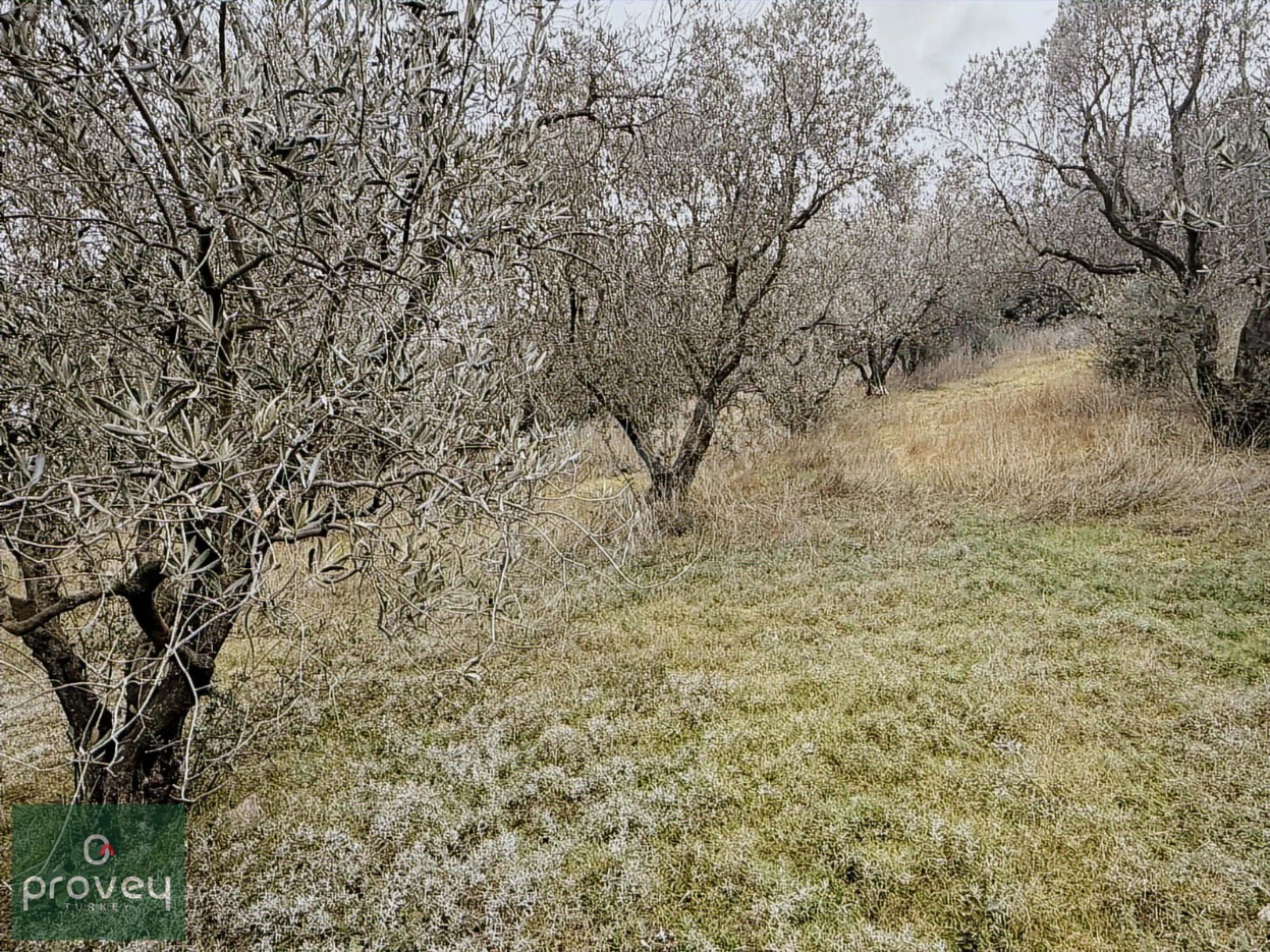 Provey Vera Bandırma Edincik Deniz Manzaralı Zeytinlik