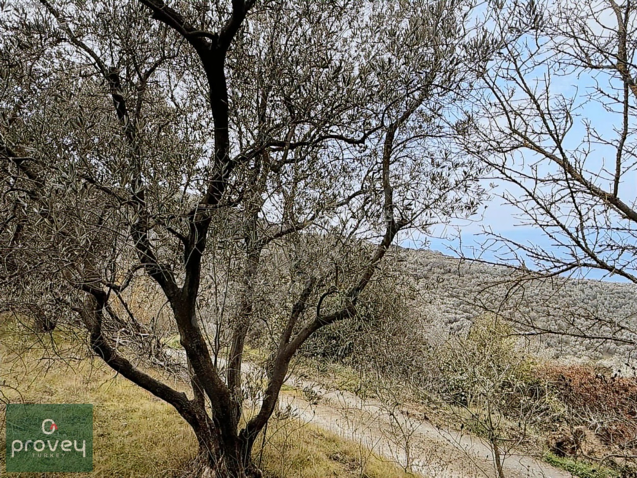 Provey Vera Bandırma Edincik Deniz Manzaralı Zeytinlik