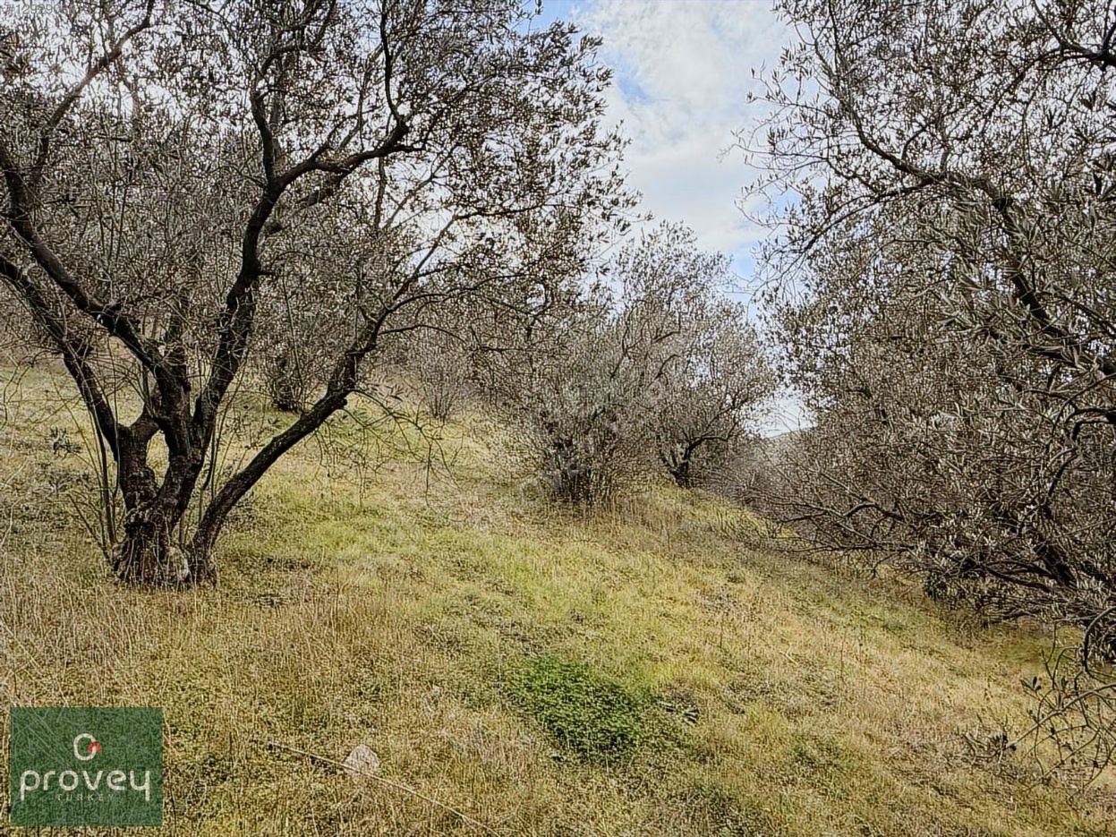 Provey Vera Bandırma Edincik Deniz Manzaralı Zeytinlik