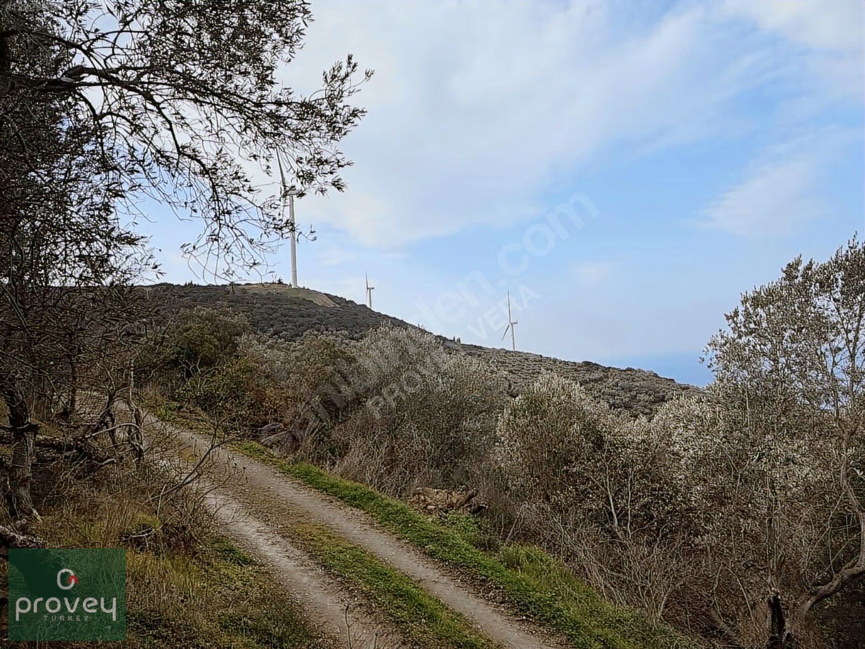 Provey Vera Bandırma Edincik Deniz Manzaralı Zeytinlik