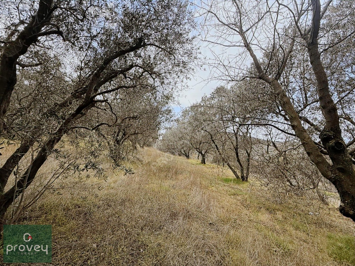 Provey Vera Bandırma Edincik Deniz Manzaralı Zeytinlik