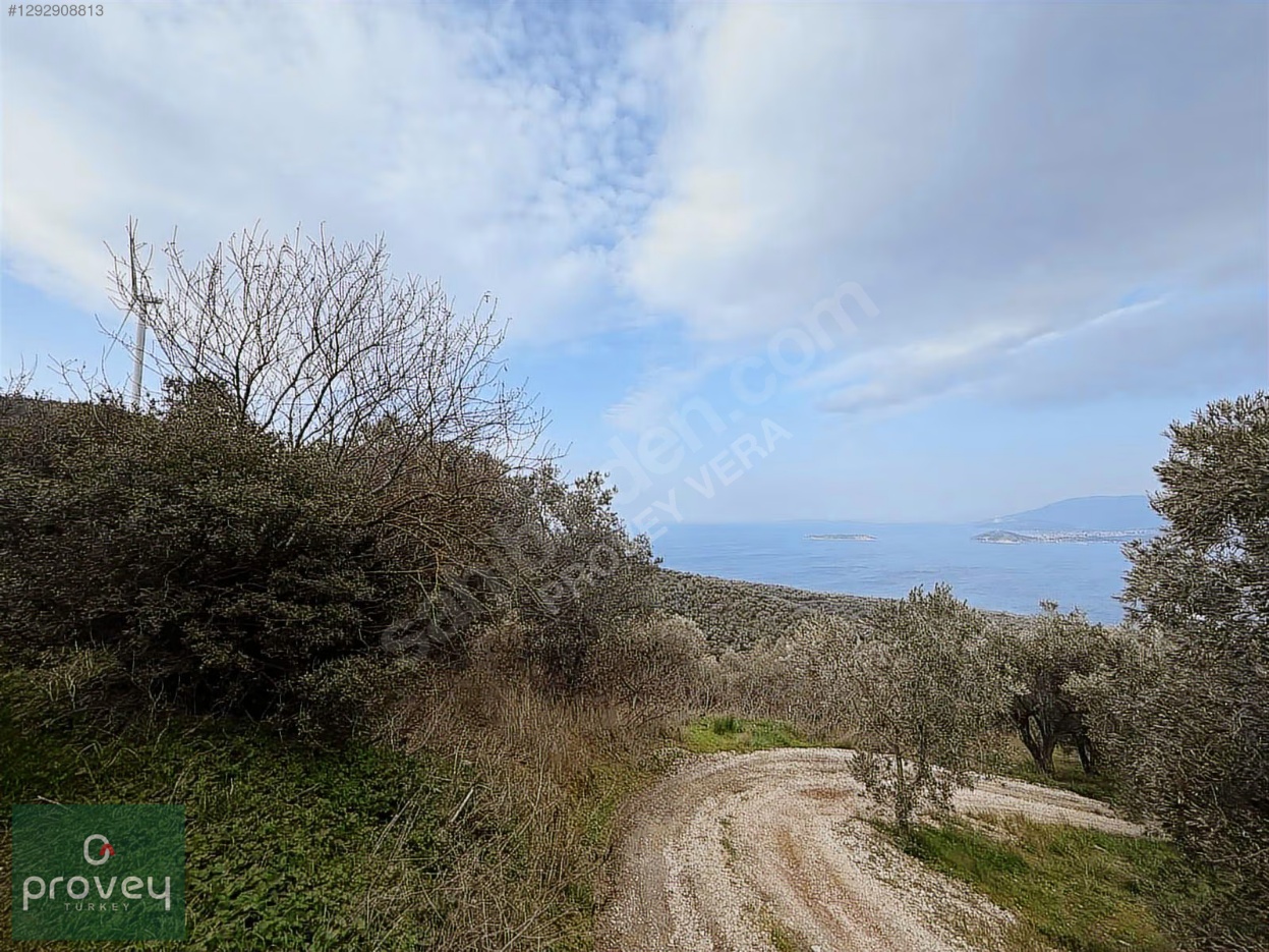 Provey Vera Bandırma Edincik Deniz Manzaralı Zeytinlik