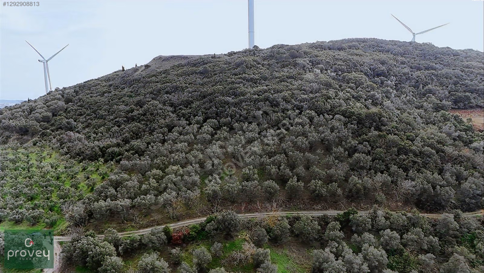 Provey Vera Bandırma Edincik Deniz Manzaralı Zeytinlik