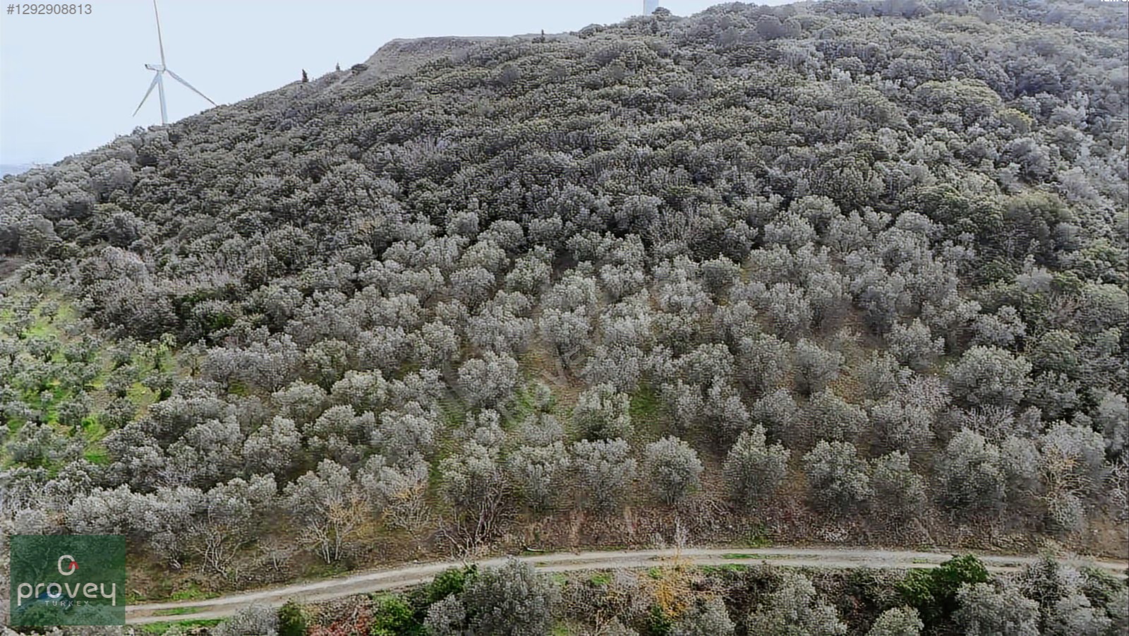Provey Vera Bandırma Edincik Deniz Manzaralı Zeytinlik