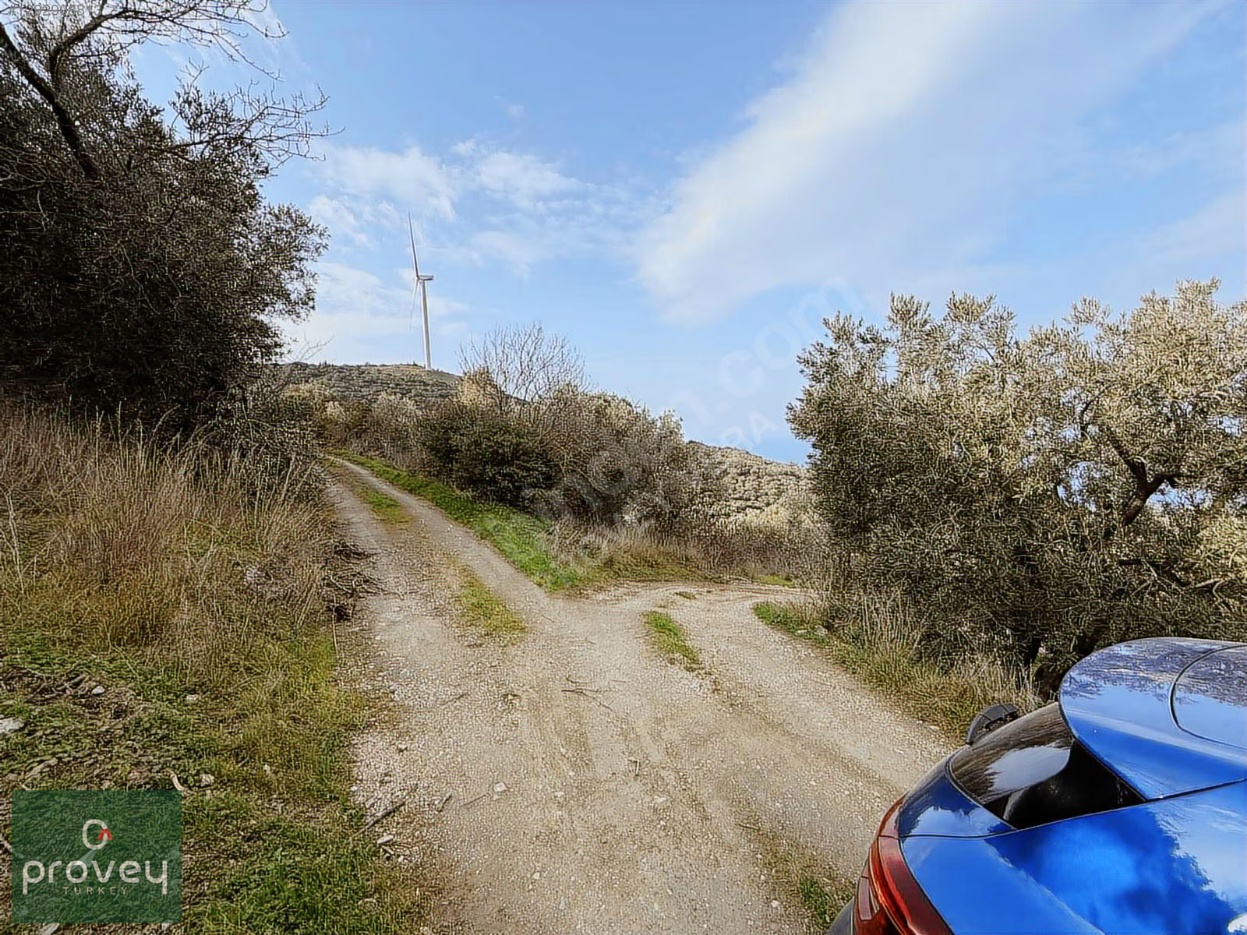 Provey Vera Bandırma Edincik Deniz Manzaralı Zeytinlik