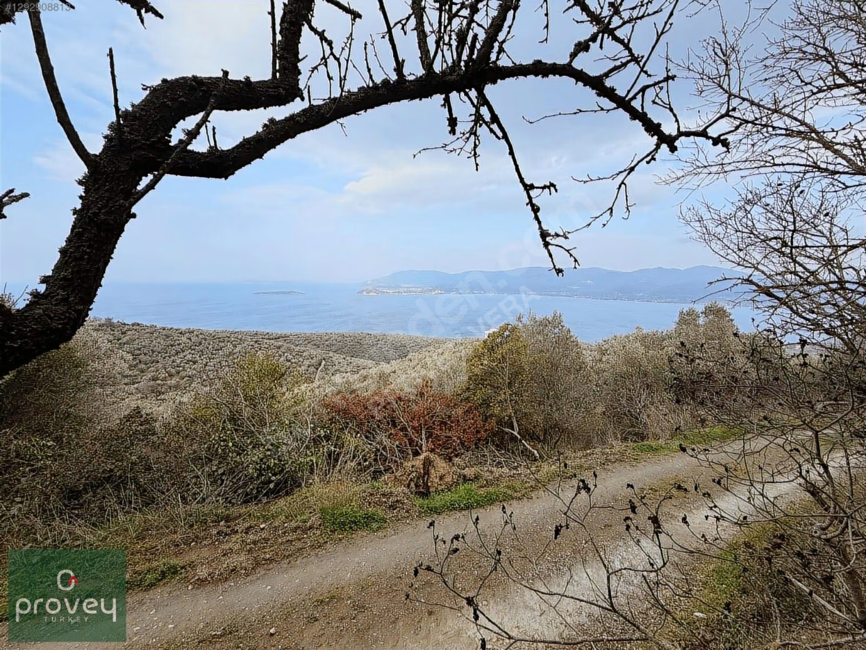 Provey Vera Bandırma Edincik Deniz Manzaralı Zeytinlik