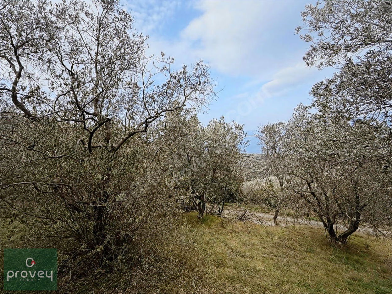 Provey Vera Bandırma Edincik Deniz Manzaralı Zeytinlik