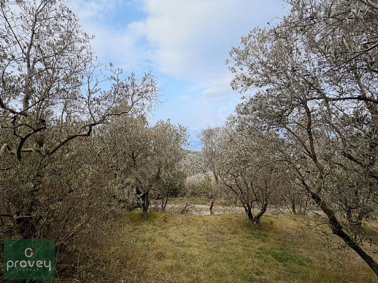 Provey Vera Bandırma Edincik Deniz Manzaralı Zeytinlik