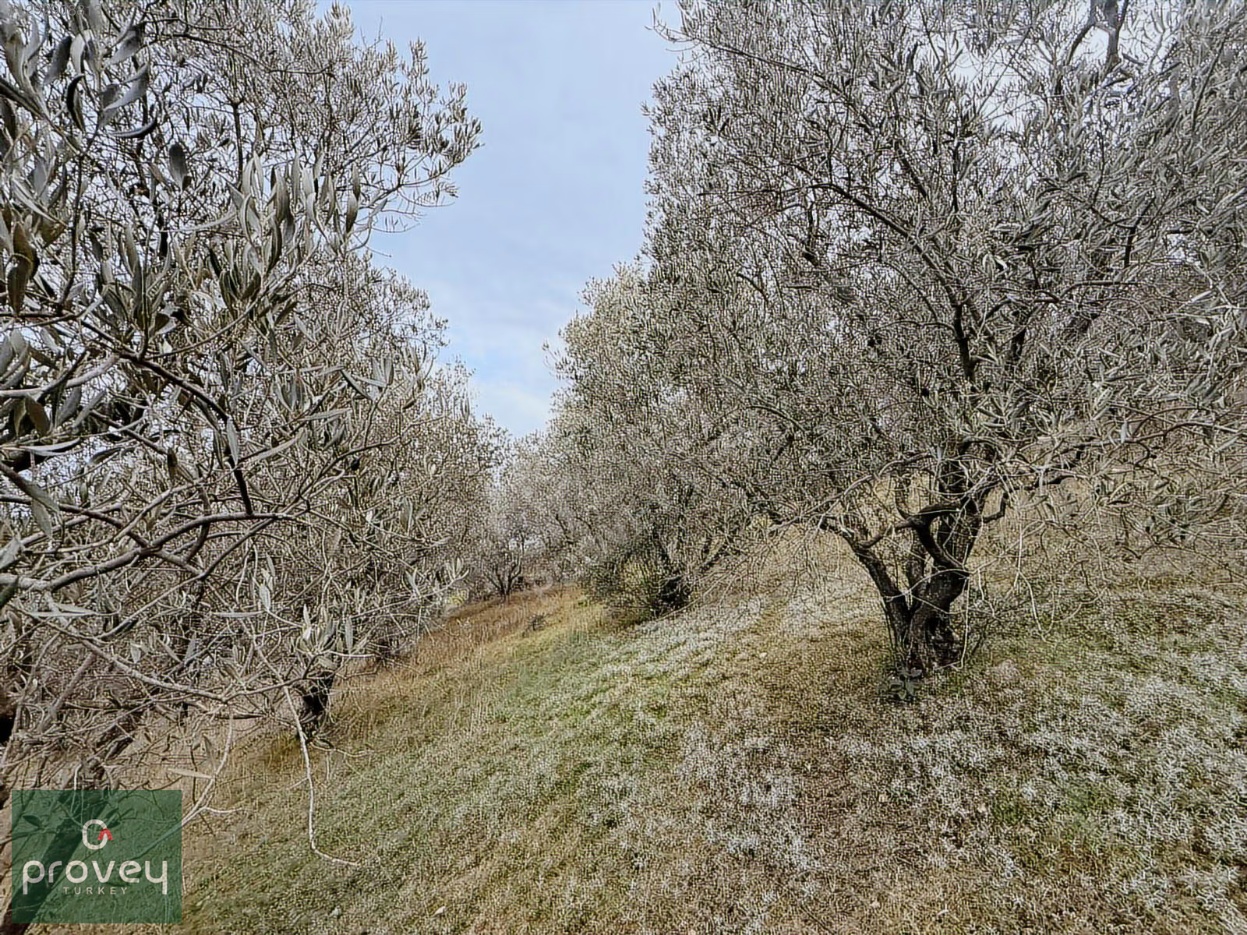 Provey Vera Bandırma Edincik Deniz Manzaralı Zeytinlik