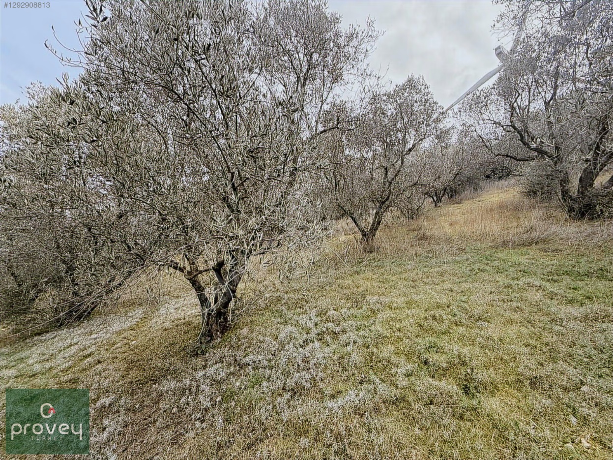 Provey Vera Bandırma Edincik Deniz Manzaralı Zeytinlik