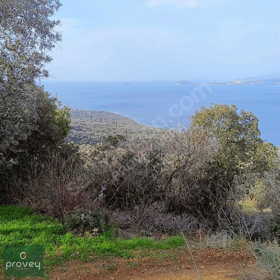 PROVEY VERA BANDIRMA EDİNCİK SATILIK ZEYTİNLİK