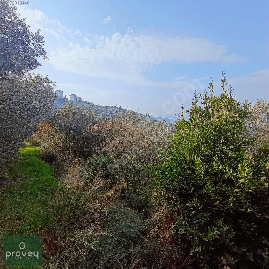 Provey Vera Bandırma Edincik Satılık Zeytinlik