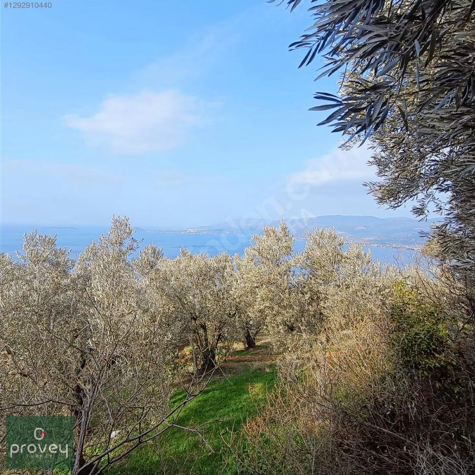Provey Vera Bandırma Edincik Satılık Zeytinlik