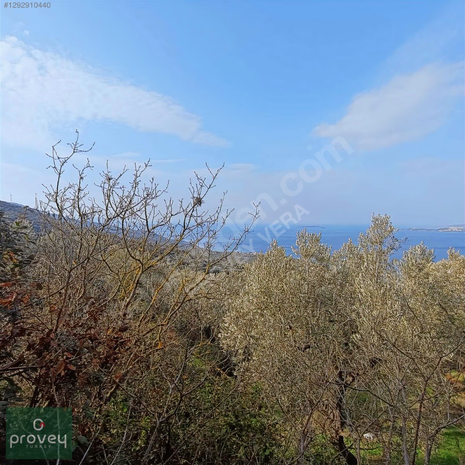 Provey Vera Bandırma Edincik Satılık Zeytinlik