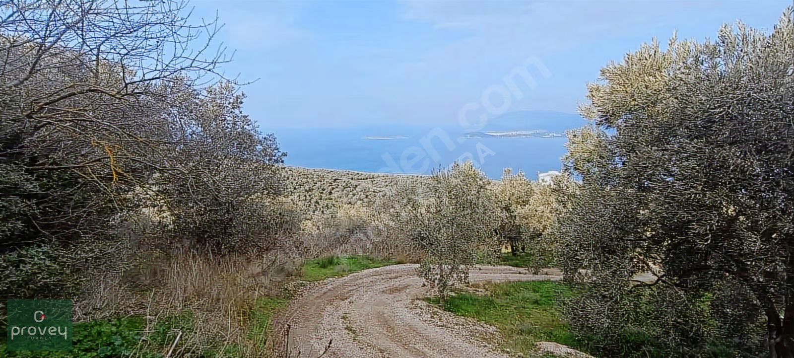 Provey Vera Bandırma Edincik Satılık Zeytinlik
