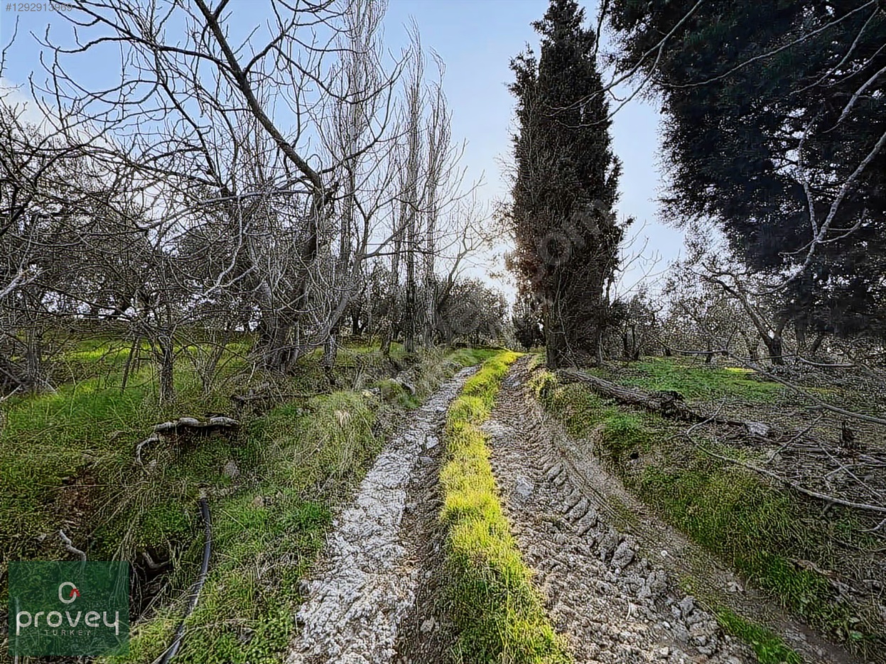 Provey Vera Satılık Bandırma Edincik Zeytinlik