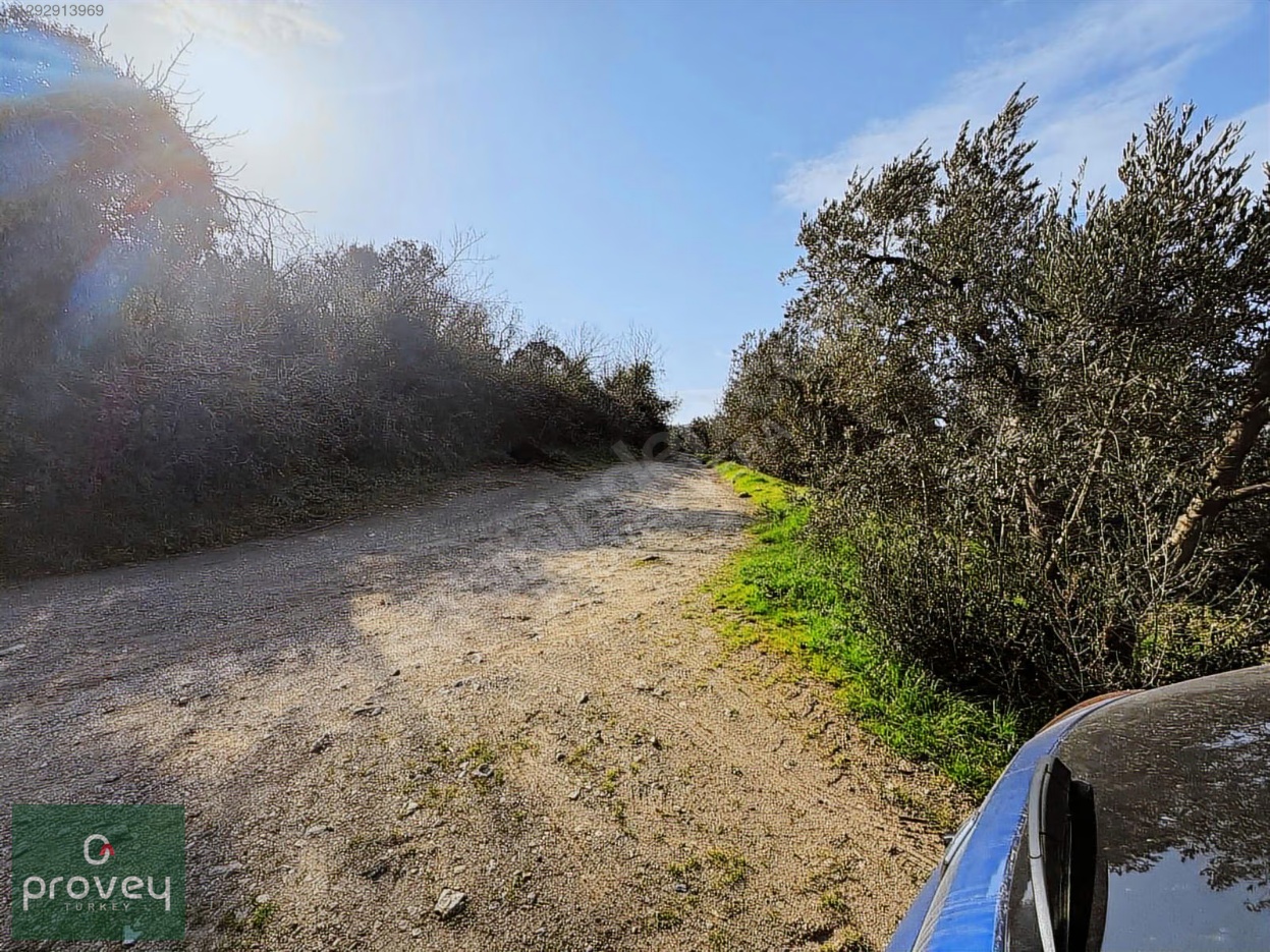 Provey Vera Satılık Bandırma Edincik Zeytinlik