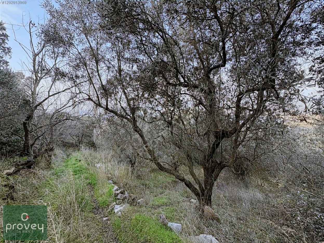 Provey Vera Satılık Bandırma Edincik Zeytinlik