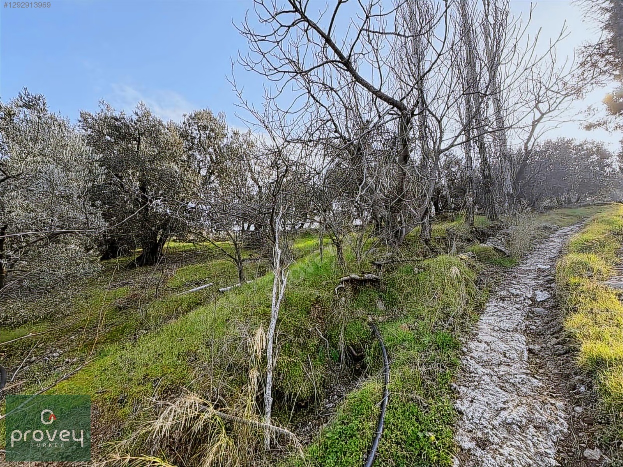 Provey Vera Satılık Bandırma Edincik Zeytinlik