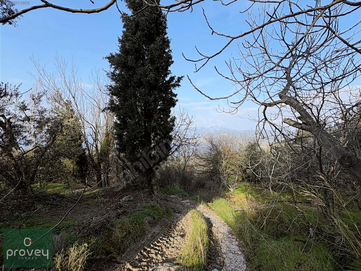 Provey Vera Satılık Bandırma Edincik Zeytinlik