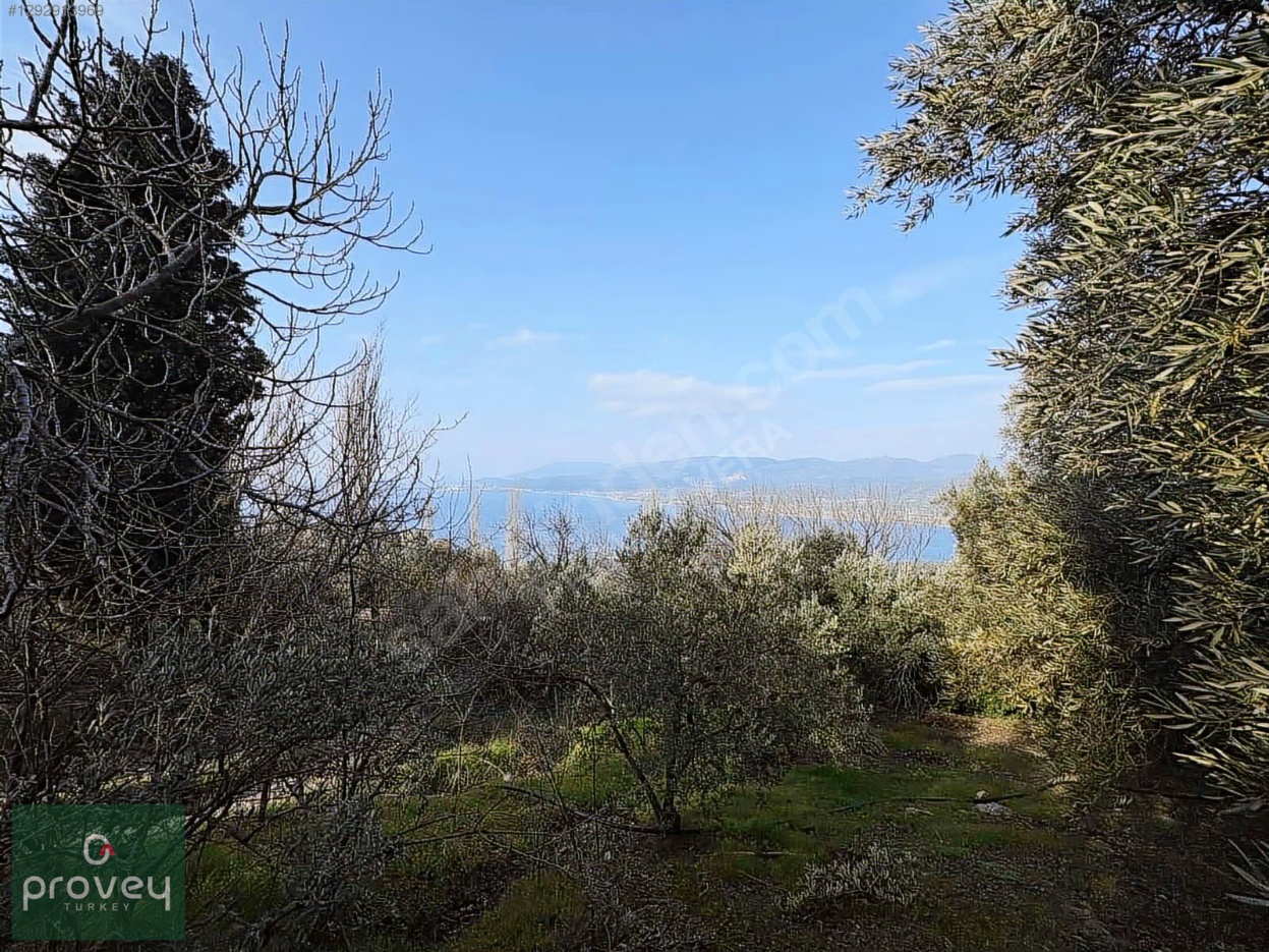 Provey Vera Satılık Bandırma Edincik Zeytinlik